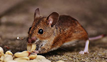 24 Hour & Emergency Exterminators in Belle Valley, OH